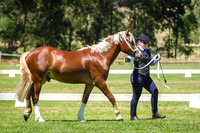 Class 208 Champion Welsh Pony of Cob Type Filly & Best Young Stock Pony of Cob Type