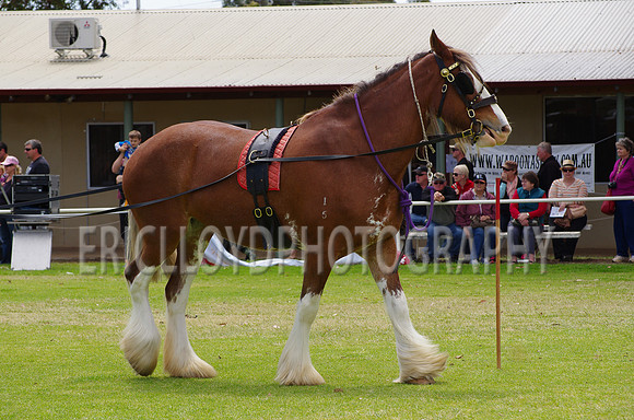 Jess-4066