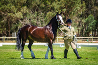 Class 233 Champion Welsh Cob Mare