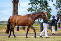 Austrailian Stock Horse Champs 2025