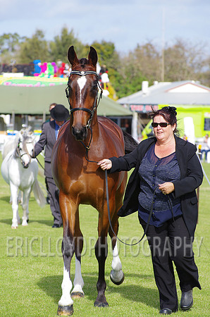 Jess-2409