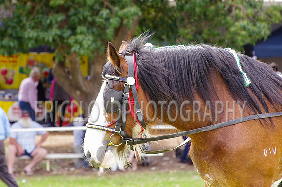 Jess-4029
