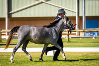 Jemara Stud Best Female of the Show