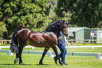 Class 230 Champion Welsh Cob Stallion