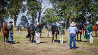 Class 8  Mares 5yrs & over 15 hh & under