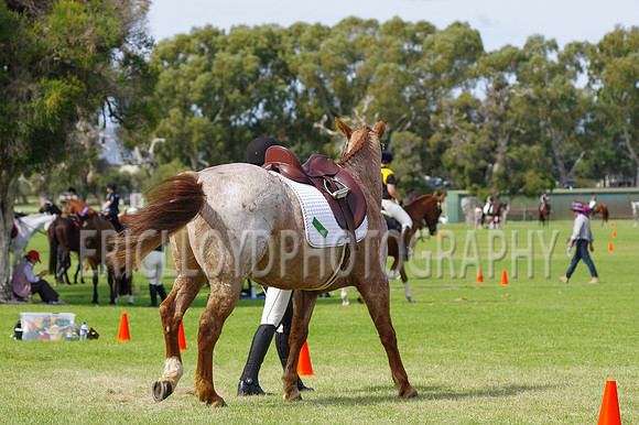 ARCA WH 2014-6619