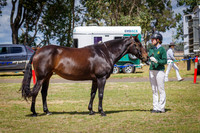 Champion & Reserve Mare