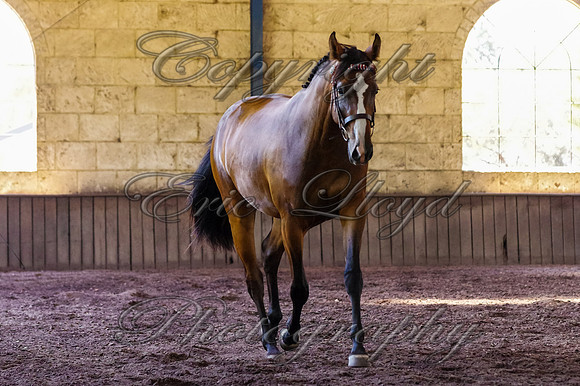 Brookleigh-9948