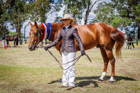 Class 6  Stallion 5yrs & over 15 hh & under