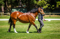 Welsh Cob Seniors Supreme Champion Welsh Cob
