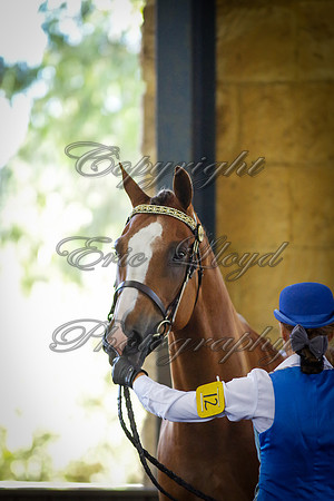 IMGP1446